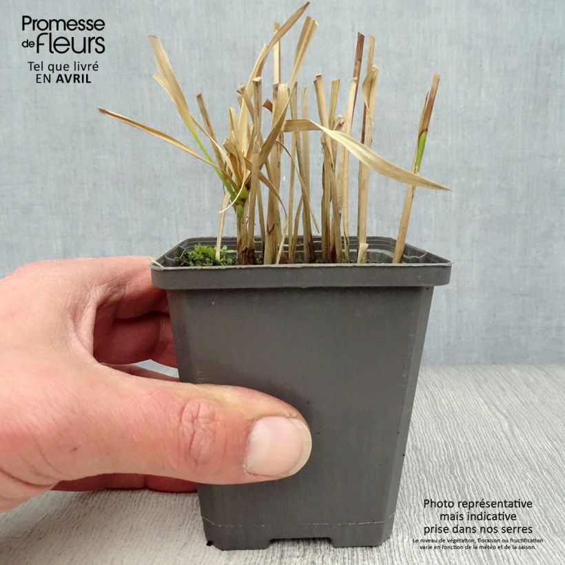 Example of Cyperus glaber Godet de 8/9 cm as you get in printemps