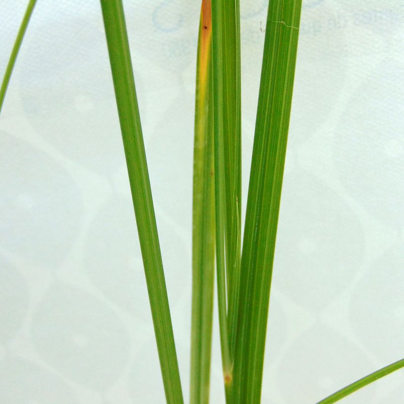 Cyperus longus - Souchet odorant (Foliage)