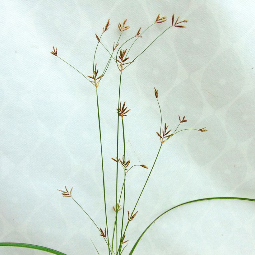 Cyperus longus - Souchet odorant (Flowering)