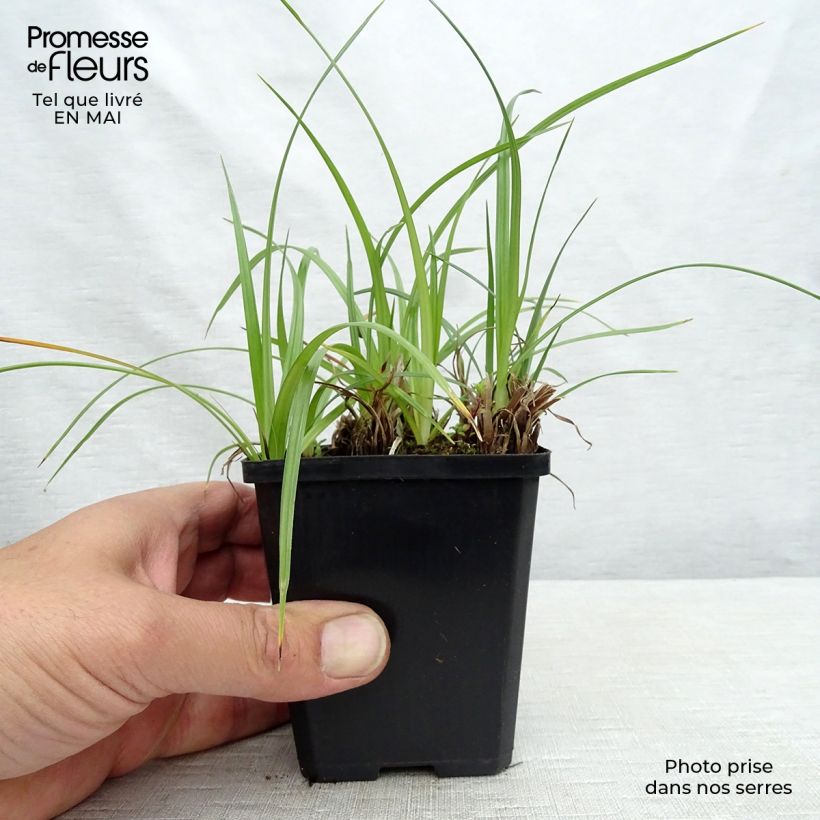 Example of Cyperus longus - Souchet odorant Godet de 8/9 cm as you get in printemps