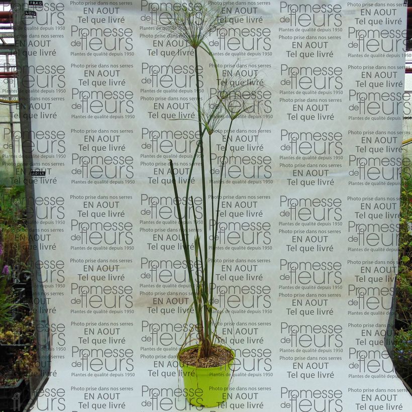 Example of Cyperus papyrus Akhenaton Pot de 2L/3L as you get