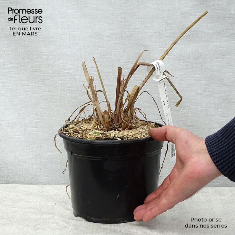 Spécimen de Cyperus papyrus - Papyrus Pot de 2L/3L tel que livré au printemps