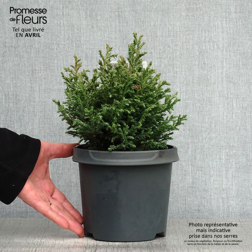 Spécimen de Cyprès Sawara - Chamaecyparis pisifera Baby Blue                Pot de 3L/4L tel que livré au printemps