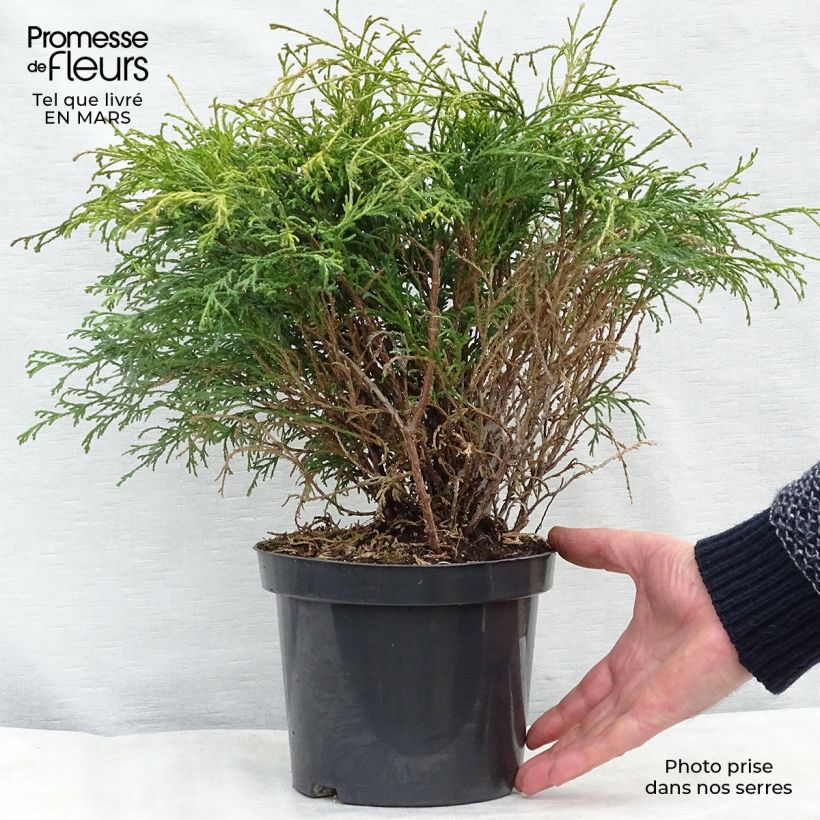 Example of Cyprès Sawara - Chamaecyparis pisifera Filifera                 Pot de 2L/3L as you get in printemps