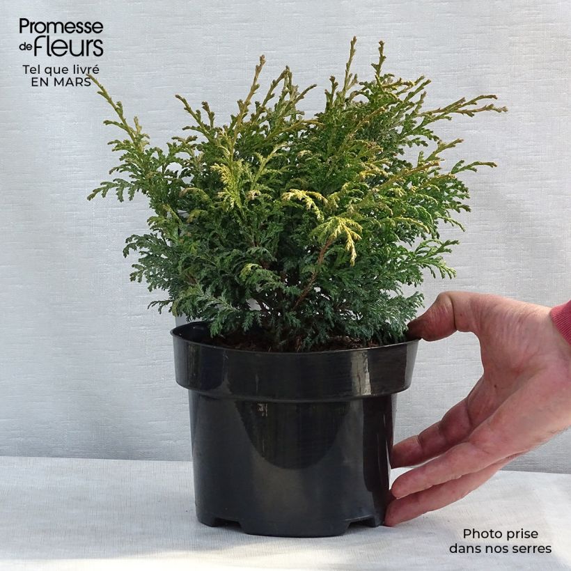 Spécimen de Chamaecyparis pisifera Golden Pincushion - Cyprès Sawara Pot de 2L/3L tel que livré au printemps
