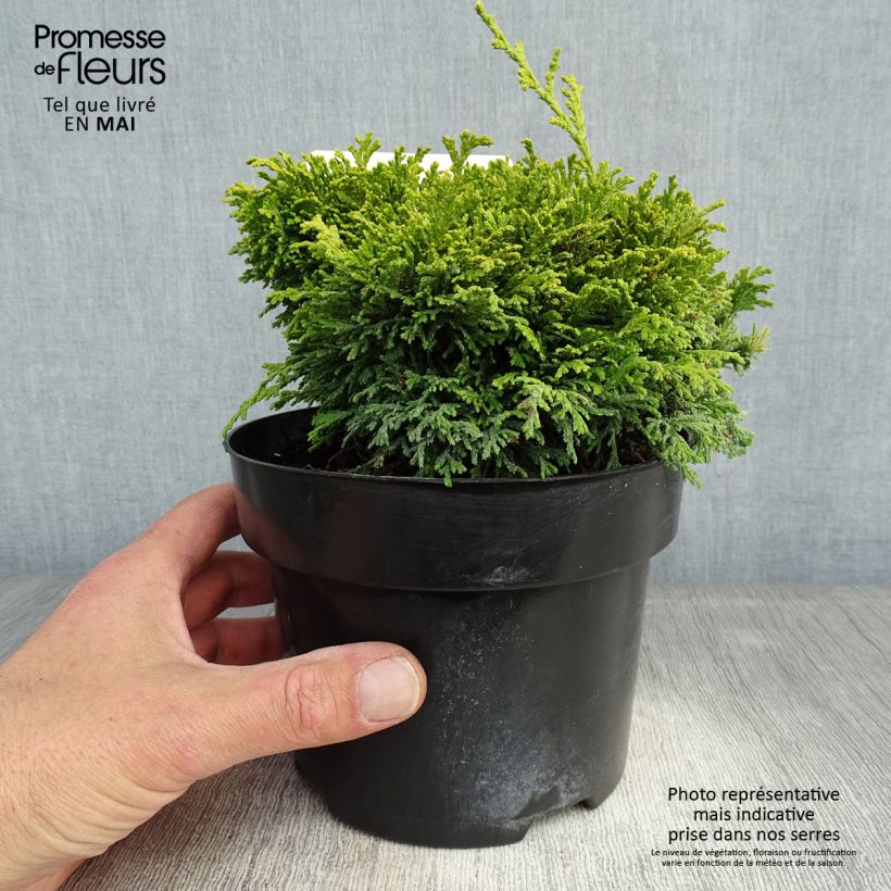 Example of Cyprès Sawara - Chamaecyparis pisifera Hime-Sawara Pot de 2L/3L as you get in printemps
