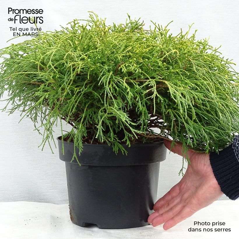 Example of Cyprès Sawara - Chamaecyparis pisifera Sungold                   Pot de 3L/4L as you get in printemps