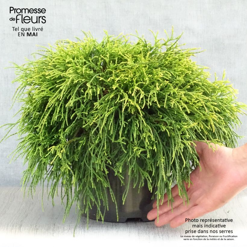 Example of Cyprès Sawara - Chamaecyparis pisifera Sungold                   Pot de 7,5L/10L as you get in printemps