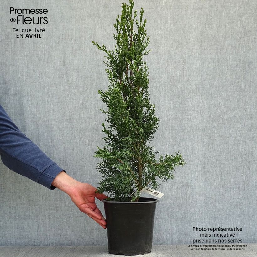 Spécimen de Cupressus sempervirens Garda - Cyprès d'Italie, de Provence Pot de 4L/5L tel que livré au printemps