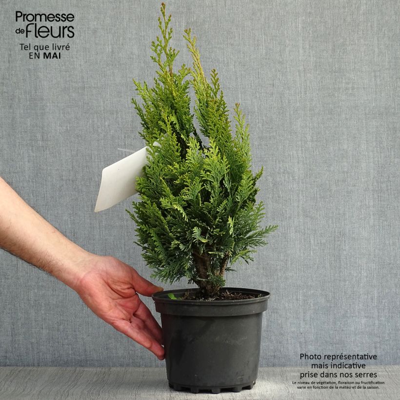 Example of Chamaecyparis lawsoniana Alumigold - Cyprès de Lawson  Pot de 2L/3L as you get in printemps
