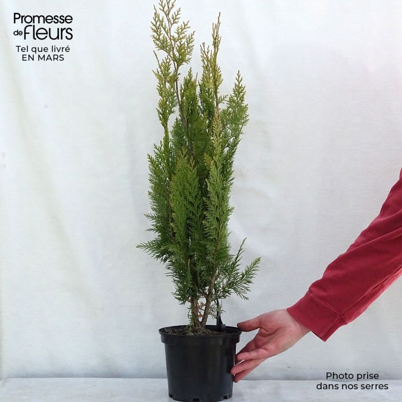 Example of Chamaecyparis lawsoniana Alumigold - Cyprès de Lawson  Pot de 7,5L/10L as you get in printemps