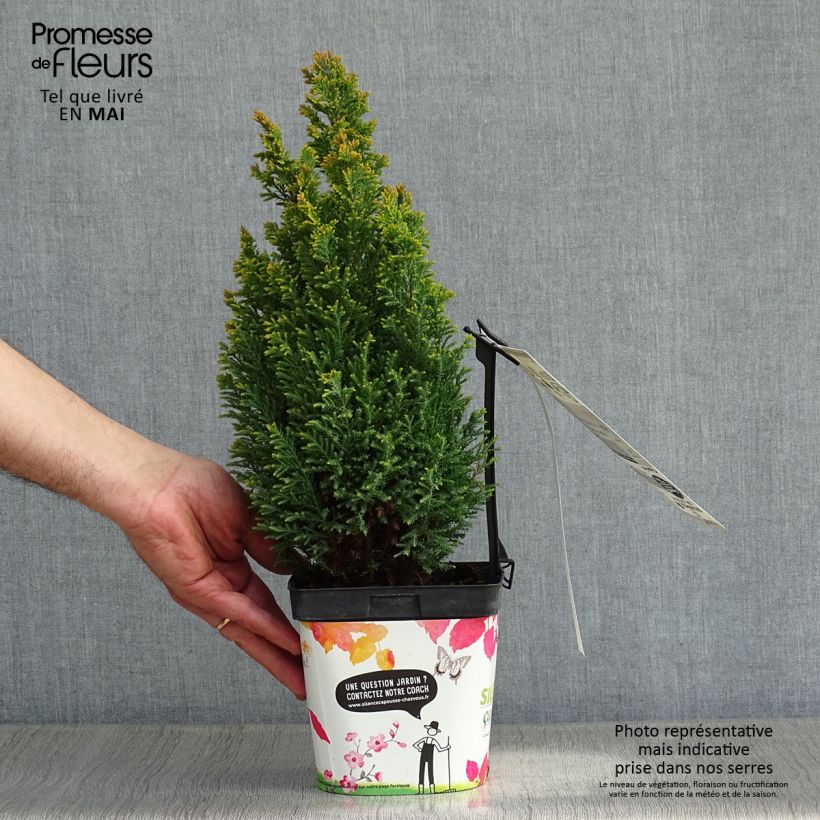 Example of Chamaecyparis lawsoniana Ellwood's Gold -Cyprès de Lawson  Pot de 2L/3L as you get in printemps