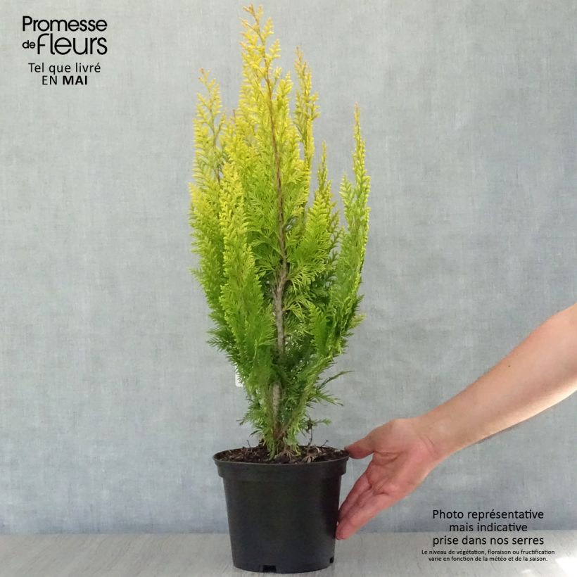 Example of Chamaecyparis lawsoniana Ivonne - Cyprès de Lawson Pot de 2L/3L as you get in printemps