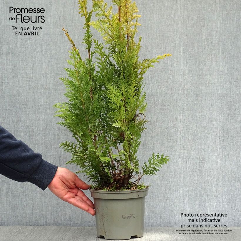 Example of Cyprès de Lawson - Chamaecyparis lawsoniana Stardust Pot de 2L/3L as you get in printemps