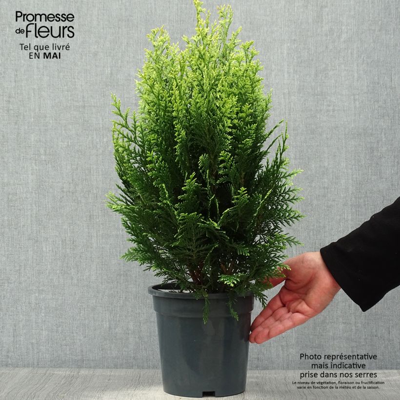 Example of Cyprès de Lawson - Chamaecyparis lawsoniana White Spot Pot de 2L/3L as you get in printemps