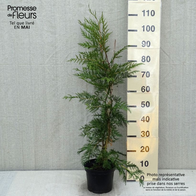 Example of Cyprès de Leyland - Cupressocyparis leylandii Pot de 4L/5L as you get in printemps