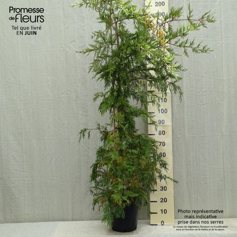 Example of Cyprès de Leyland - Cupressocyparis leylandii Pot de 6L/7L as you get in printemps