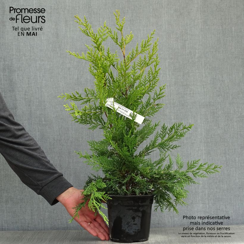 Example of Cyprès de Leyland - Cupressocyparis leylandii Excalibur Gold Pot de 2L/3L as you get in printemps