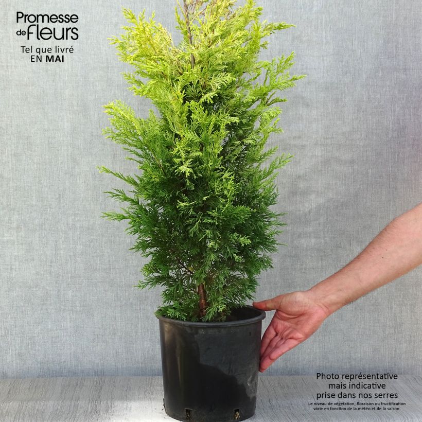 Example of Cyprès de Leyland - Cupressocyparis leylandii Gold Rider Pot de 6L/7L as you get in printemps