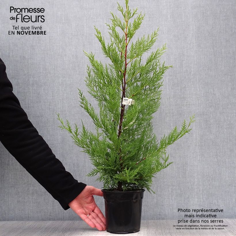 Spécimen de Cupressocyparis x leylandii Oger - Cyprès de Leyland Pot de 2L/3L tel que livré en automne