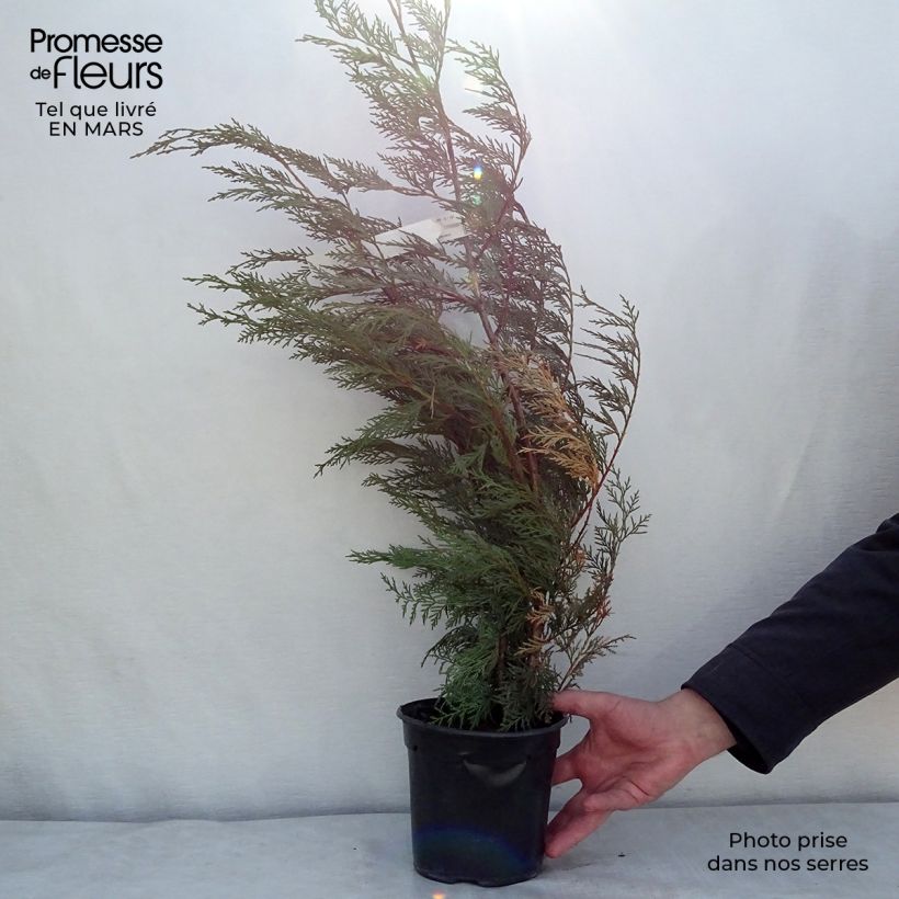 Example of Cupressocyparis x leylandii Oger - Cyprès de Leyland Pot de 2L/3L as you get in printemps