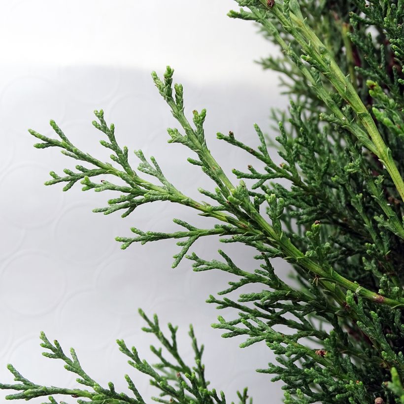 Cyprès de Provence - Cupressus sempervirens Pyramidalis (Foliage)