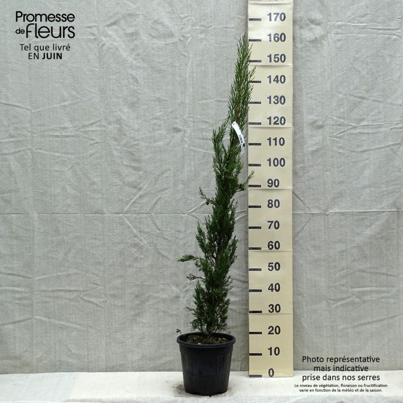 Example of Cyprès de Provence - Cupressus sempervirens Pyramidalis Pot de 4L/5L as you get in printemps
