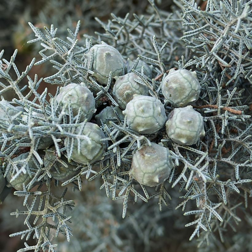 Cyprès de l'Arizona Fastigiata - Cupressus arizonica (Harvest)