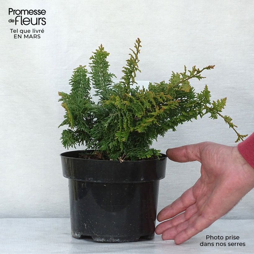 Example of Cyprès hinoki du Japon - Chamaecyparis obtusa Fernspray Gold Pot de 2L/3L as you get in printemps