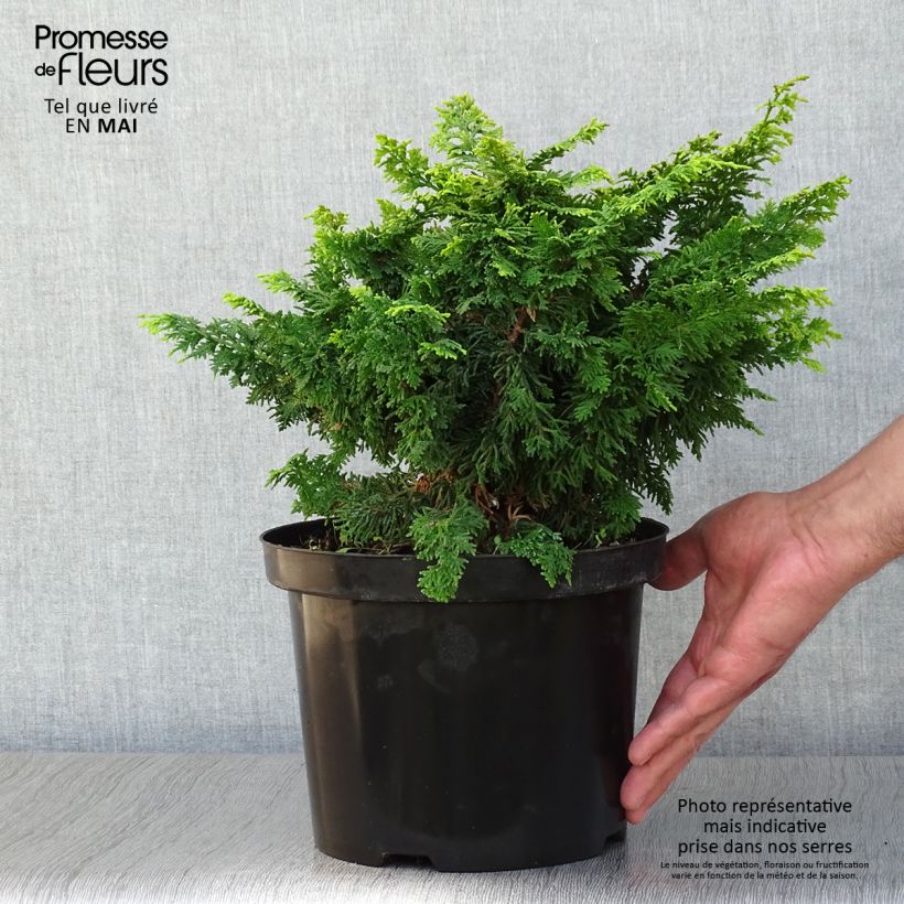 Example of Cyprès hinoki du Japon - Chamaecyparis obtusa Fernspray Gold Pot de 4L/5L as you get in printemps