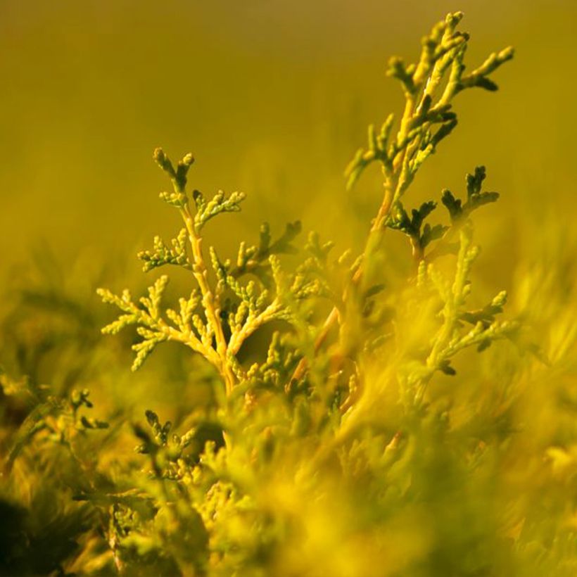 Cyprès hinoki du Japon - Chamaecyparis obtusa Lucas (Foliage)