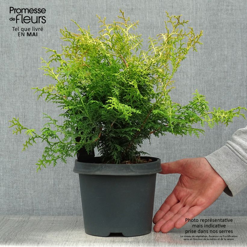 Example of Cyprès hinoki du Japon - Chamaecyparis obtusa Lucas Pot de 2L/3L as you get in printemps