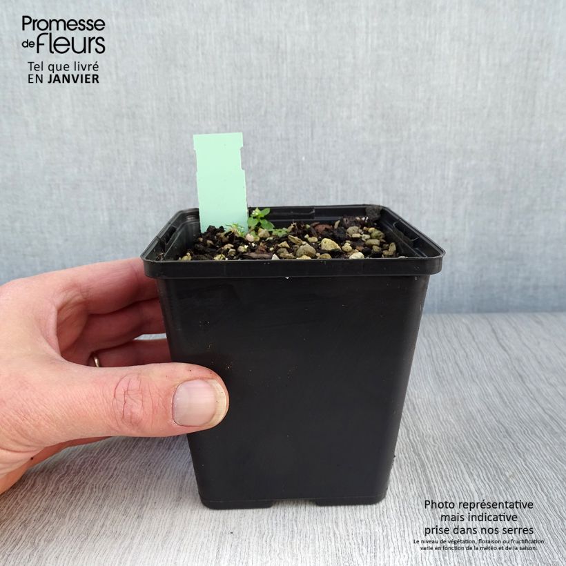 Example of Cypripedium calceolus - Sabot de Venus Pot de 1L/1,5L as you get in hiver