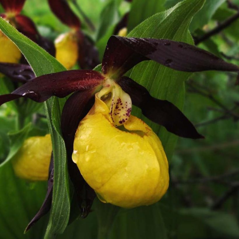 Cypripedium calceolus - Sabot de Venus (Flowering)