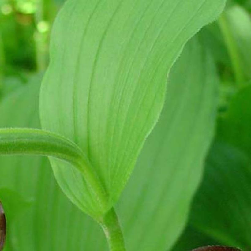 Cypripedium calceolus - Sabot de Venus (Foliage)