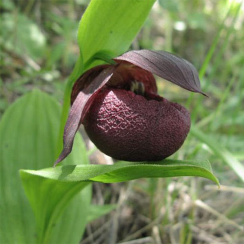 Cypripedium smithii - Sabot de Vénus rouge pourpre (Flowering)