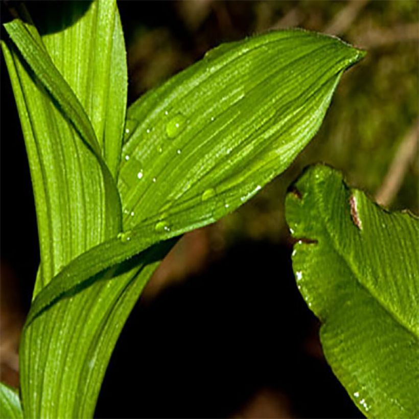 Cypripedium tibeticum - Sabot de Vénus rouge pourpre (Foliage)