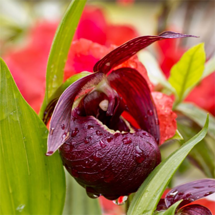 Cypripedium tibeticum - Sabot de Vénus rouge pourpre (Flowering)