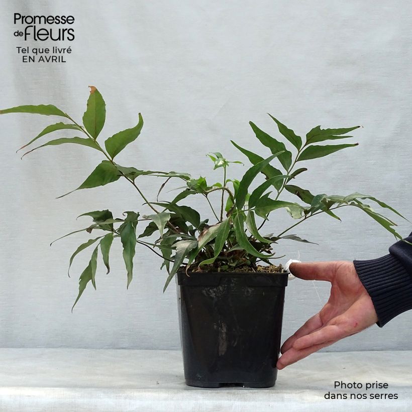 Example of Cyrtomium devexiscapulae - Fougère Pot de 2L/3L as you get in printemps