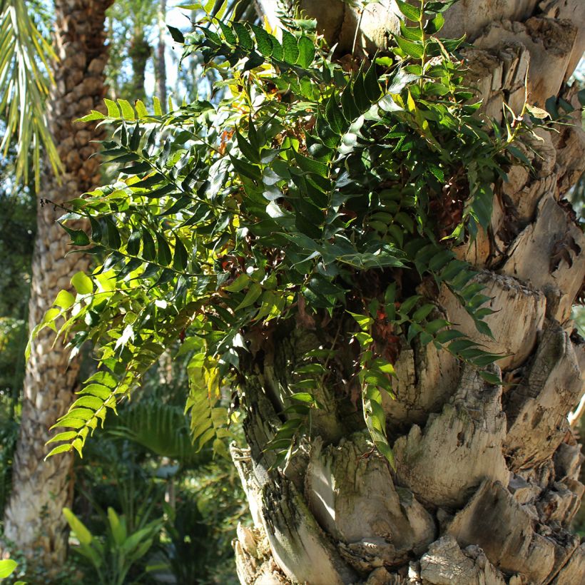 Cyrtomium falcatum - Fougère persistante (Port)