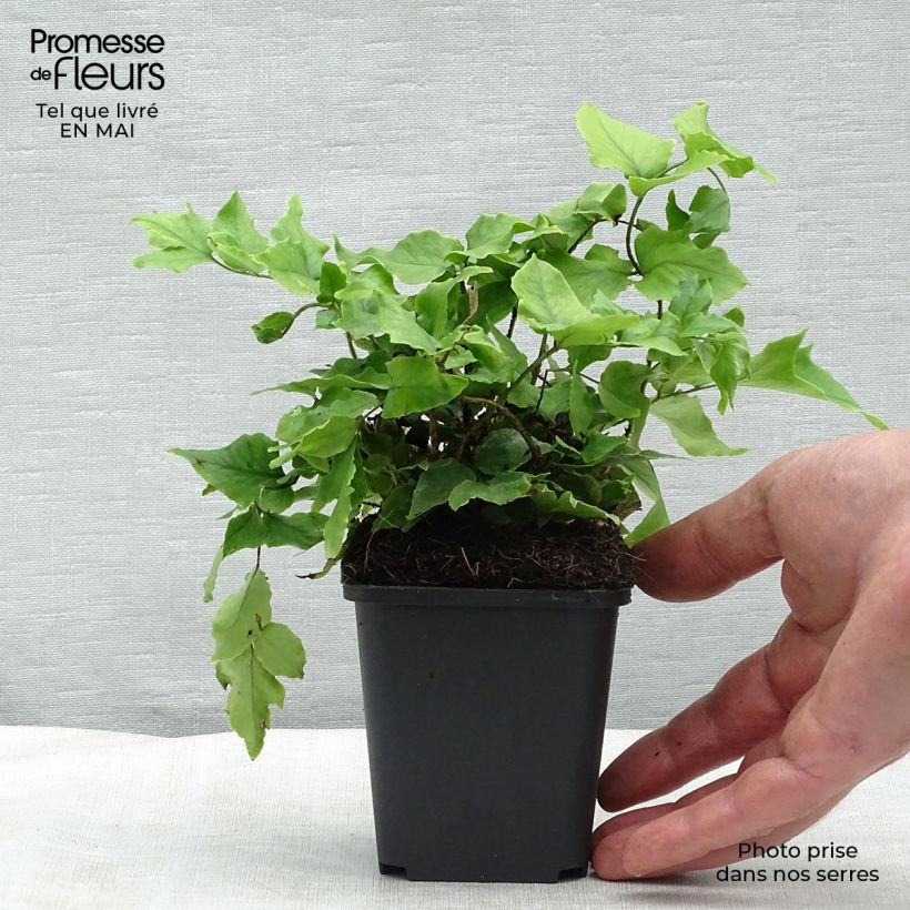 Example of Cyrtomium fortunei - Fougère persistante Godet de 8/9 cm as you get in printemps