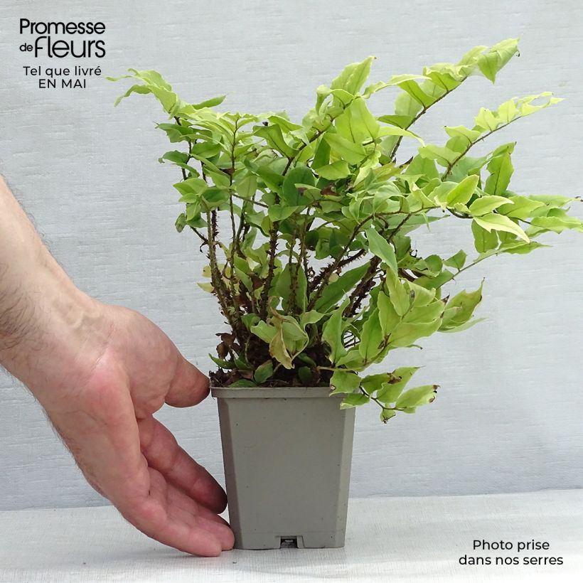 Example of Cyrtomium fortunei var. clivicola - Fougère Godet de 8/9 cm as you get in printemps