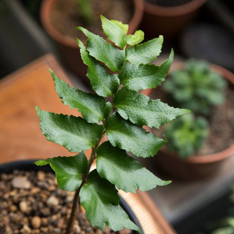 Cyrtomium falcatum - Fougère persistante (Feuillage)