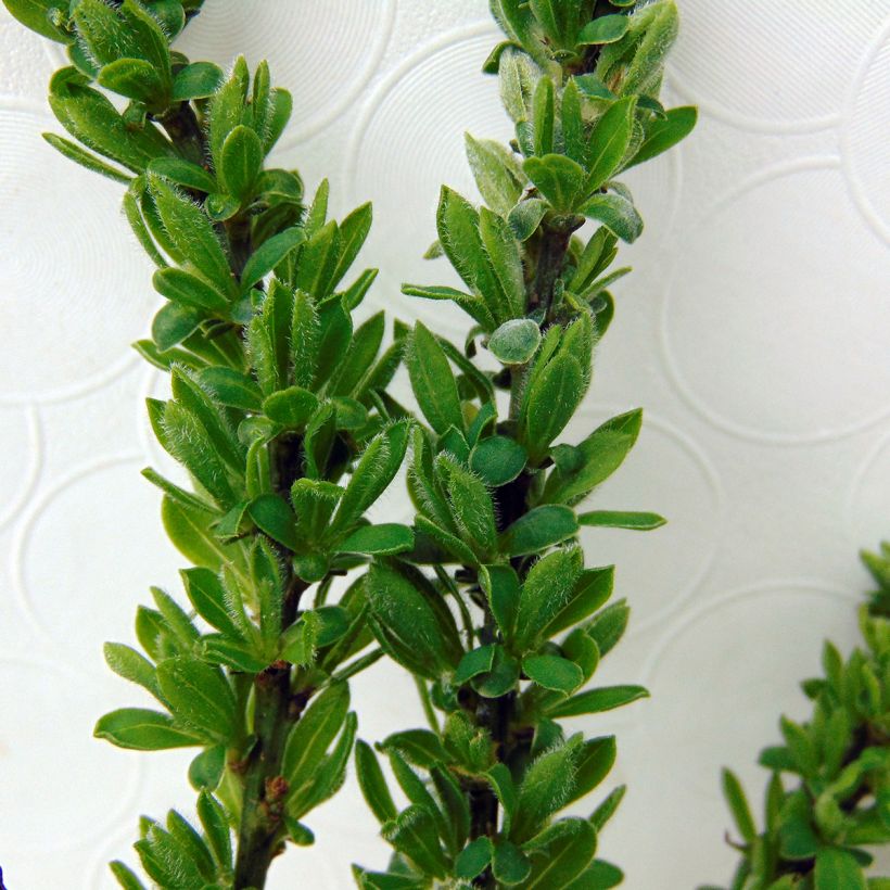 Cytisus decumbens - Genêt rampant (Foliage)