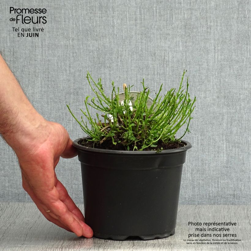 Spécimen de Cytisus decumbens - Genêt rampant Pot de 2L/3L tel que livré en été