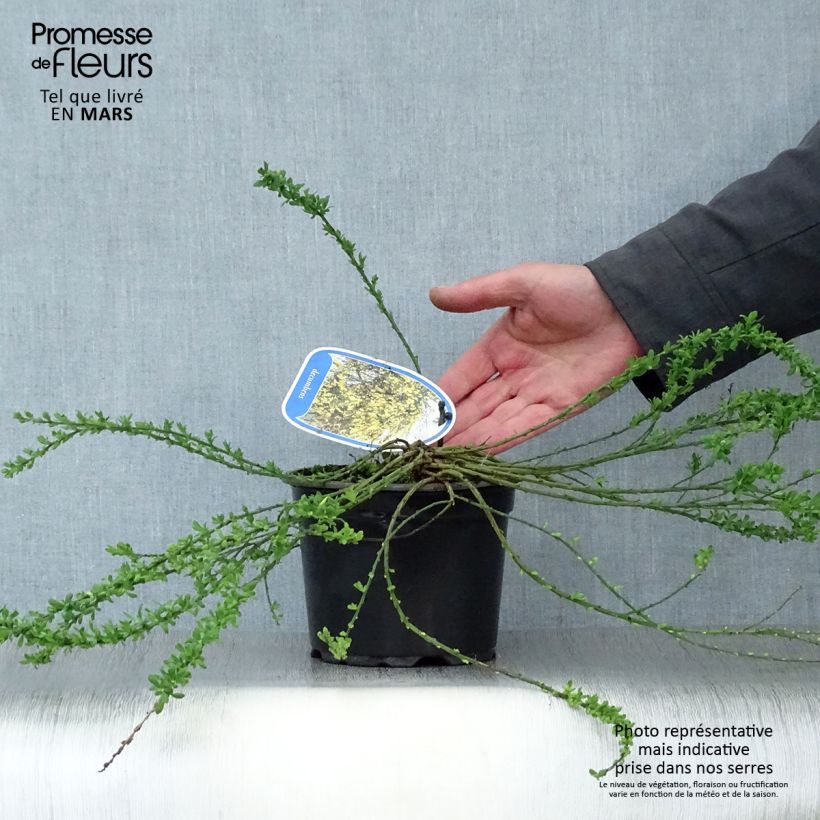 Example of Cytisus decumbens - Genêt rampant Pot de 2L/3L as you get in printemps