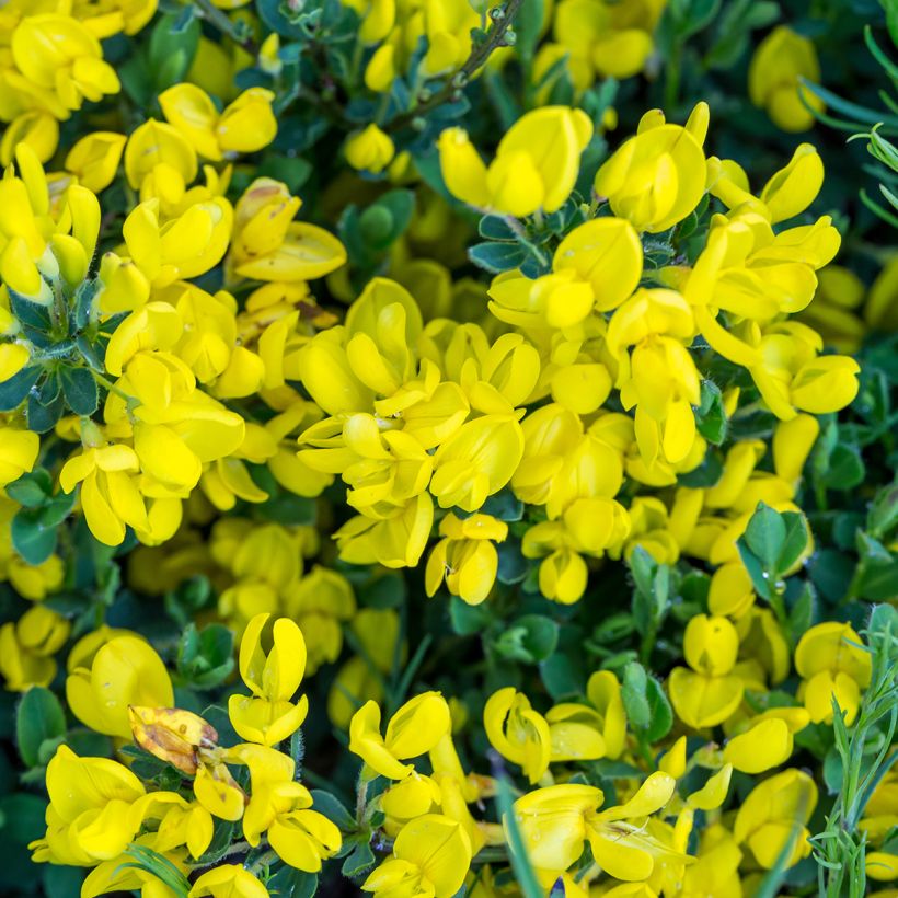 Cytisus decumbens - Genêt rampant (Flowering)
