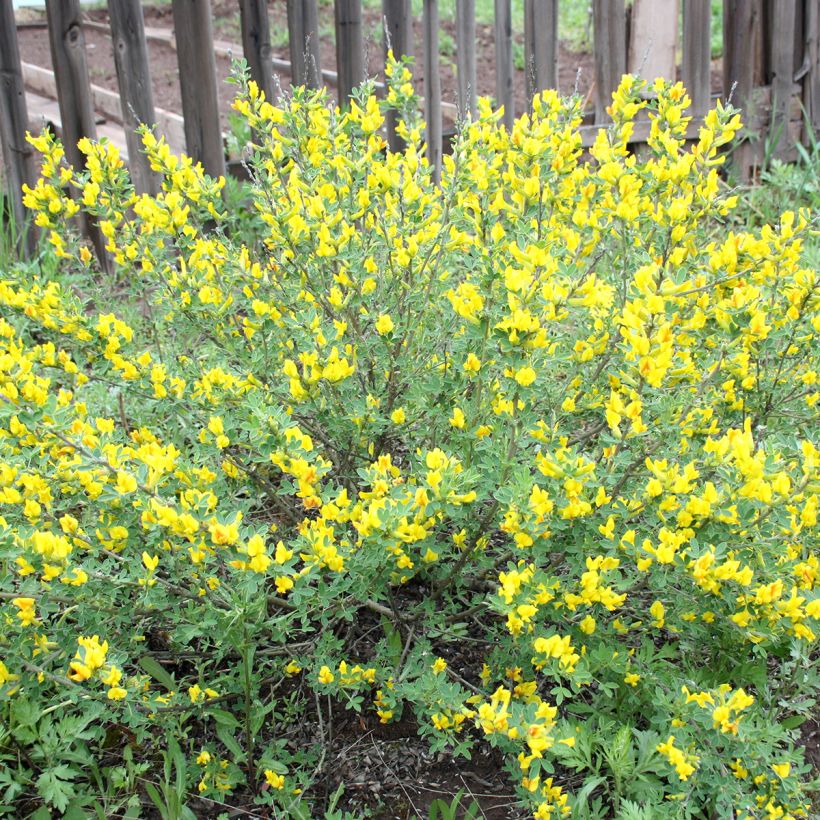 Cytisus decumbens - Genêt rampant (Plant habit)