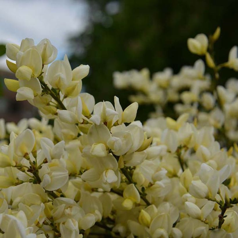 Genêt rampant - Cytisus kewensis (Flowering)