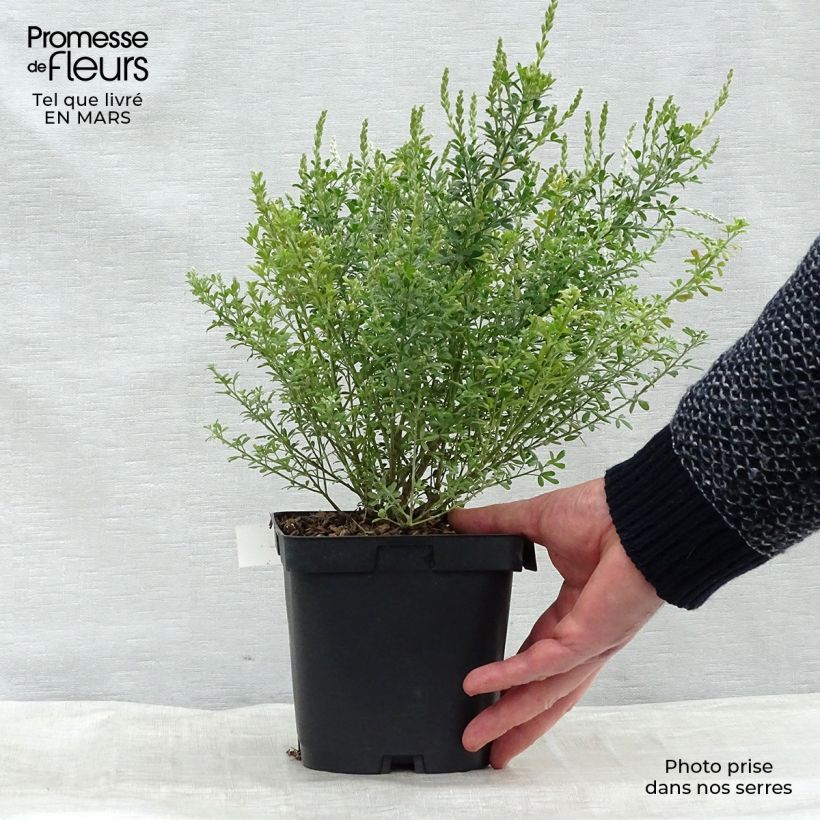 Example of Cytisus racemosus Phebus - Genêt de Tenerife Pot de 2L/3L as you get in printemps